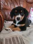 Entlebucher Sennenchund FCI