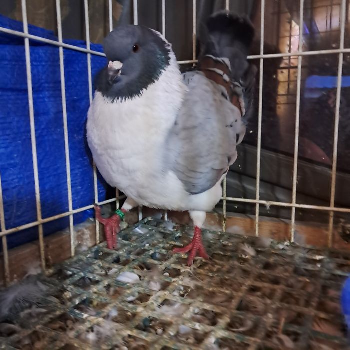 Modena modeny angielskie możliwy transport