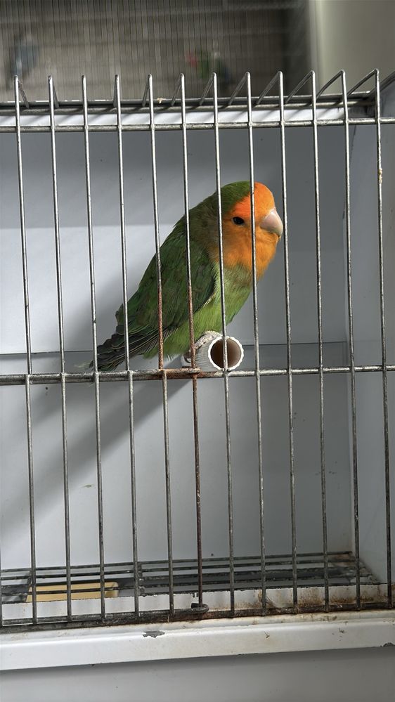 Casal agapornis portador de lutino