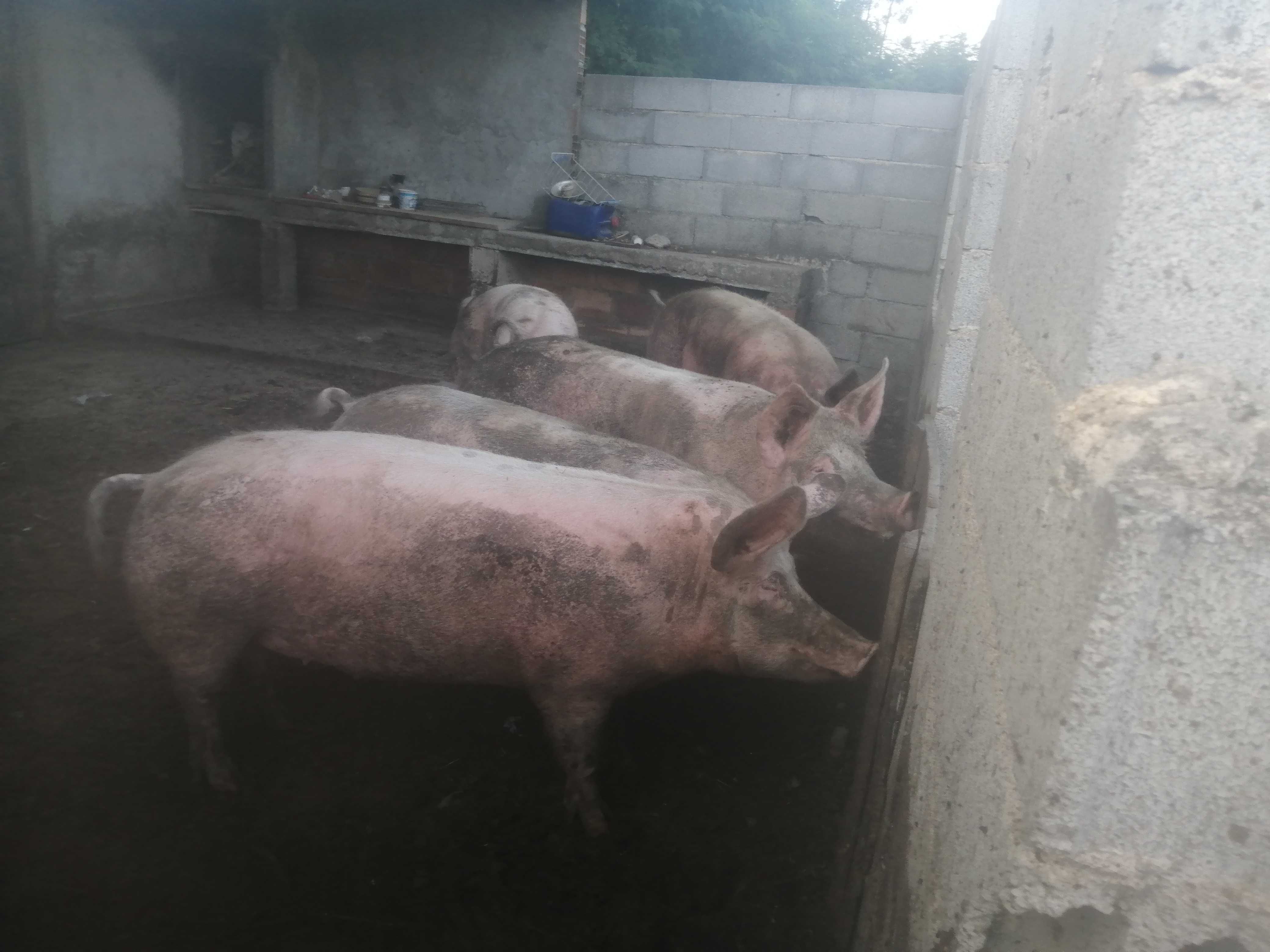 Porcos venda cevados