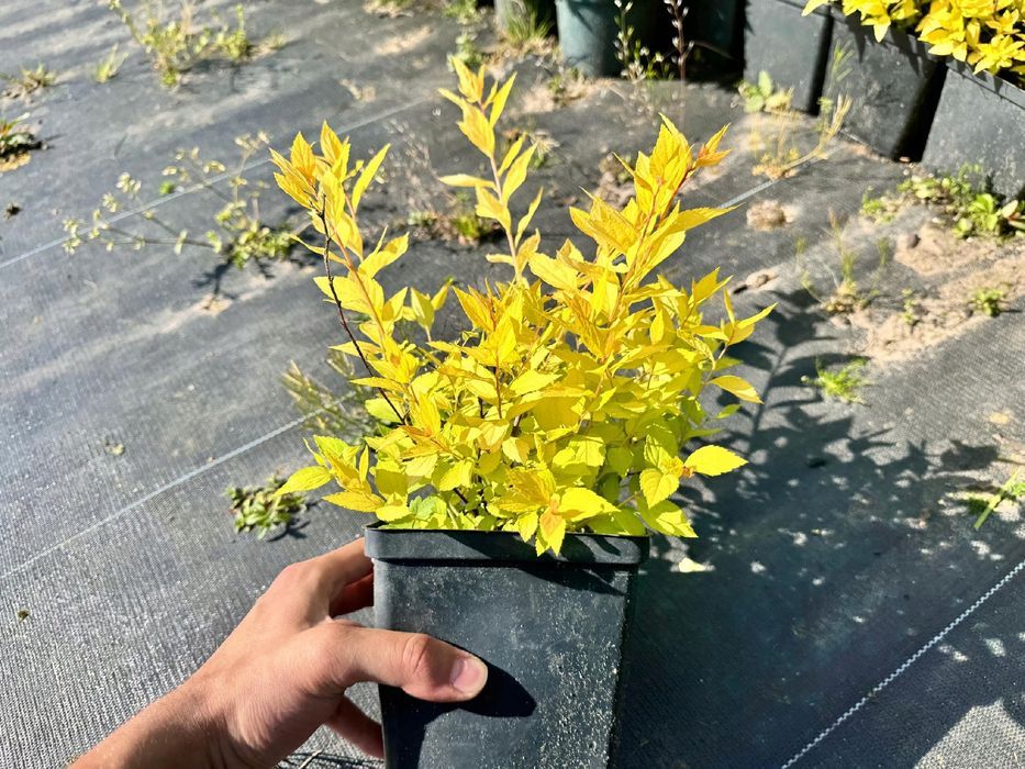 Tawuła japońska 'Golden Princess' (Spiraea japonica) Doniczka 2.0L