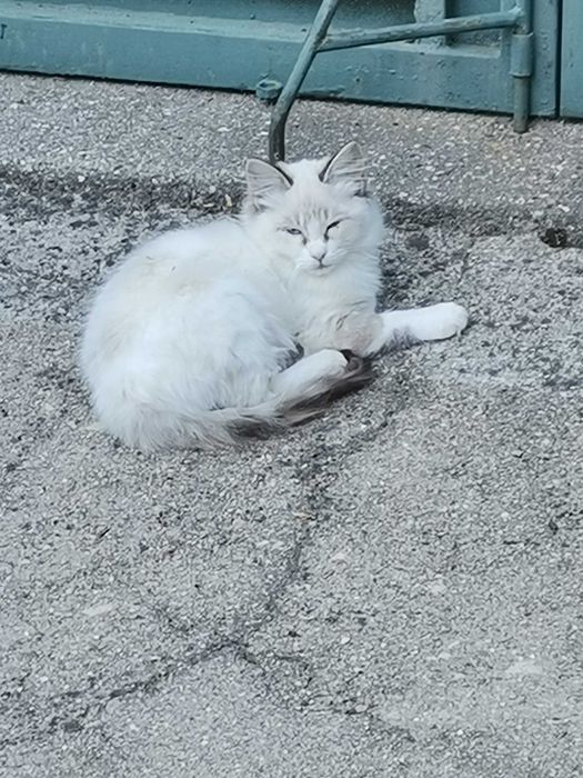 Gato para adopção