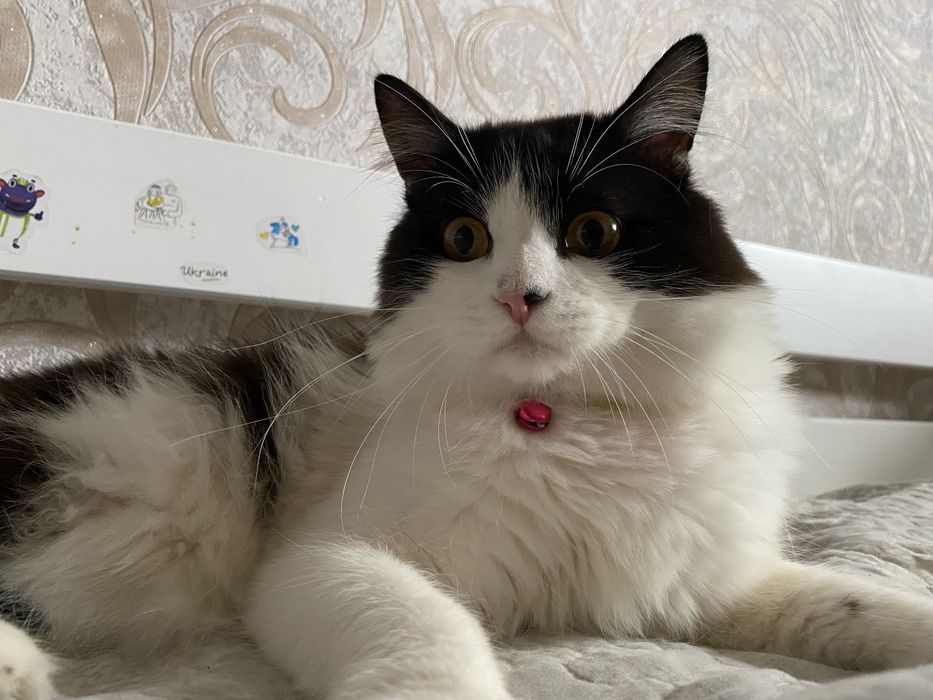 Отдам кота,в хорошие руки .