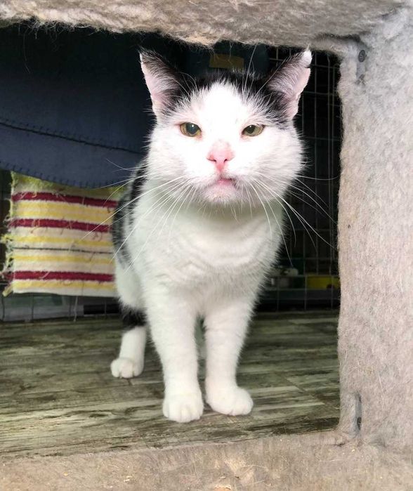 Котик Семен шукає свою родину!