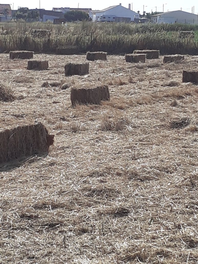 Fardos de palha para venda