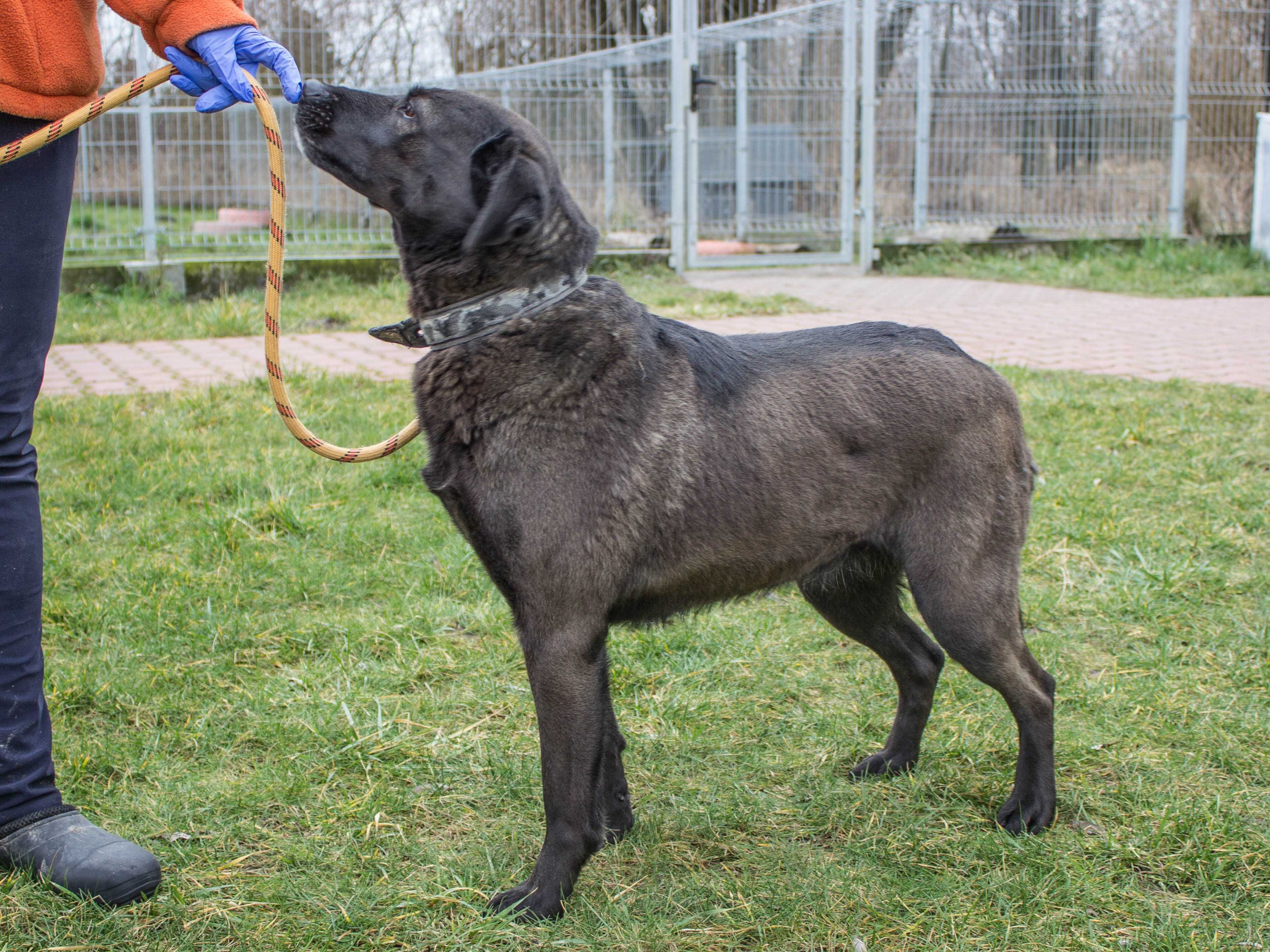 Pola - w typie Labrador; każdego dnia pokonuje swoje strachy