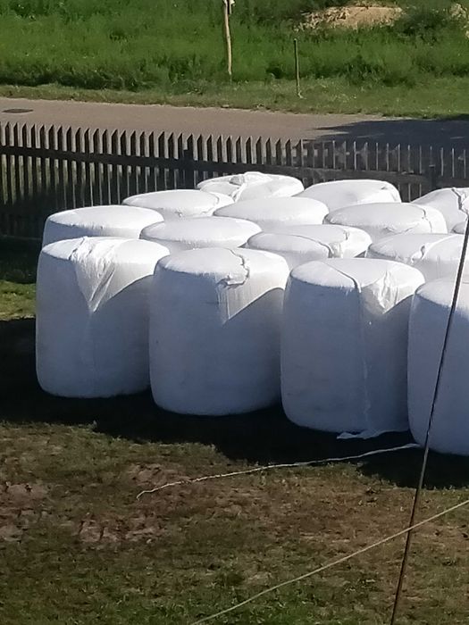 Kukurydza w belach 2025