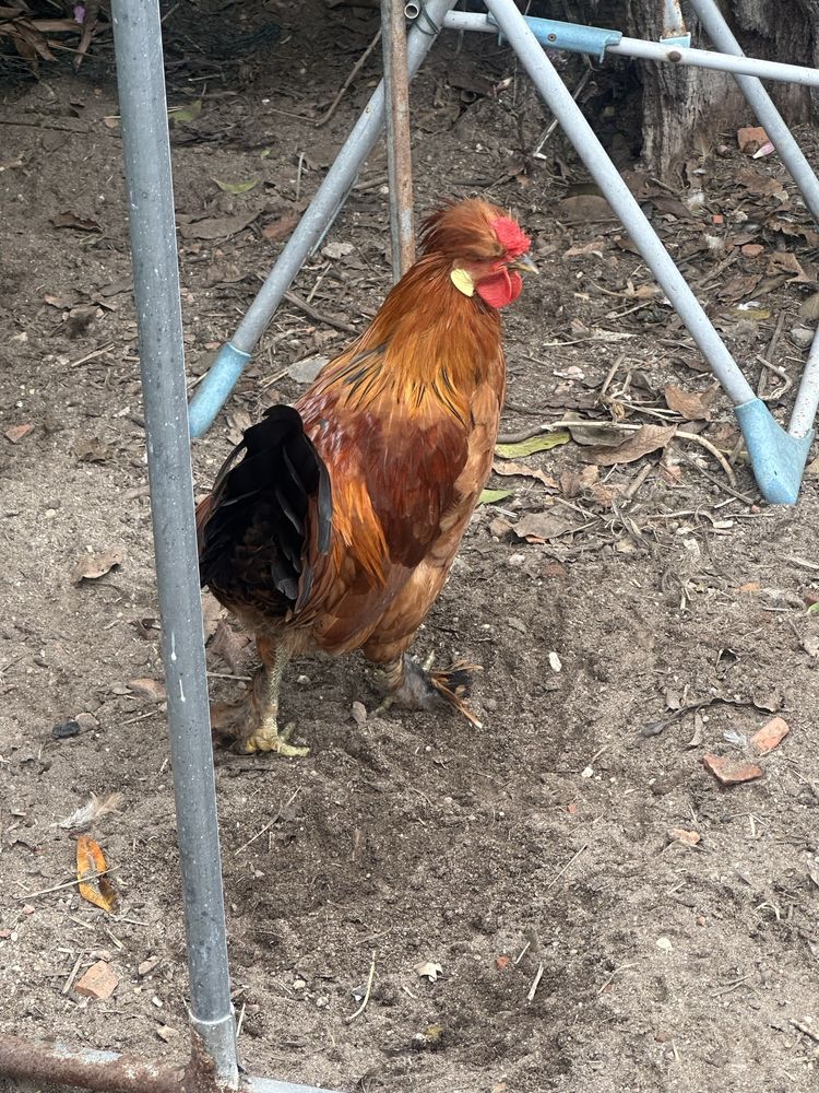 Galos com Topete e penas nas patas