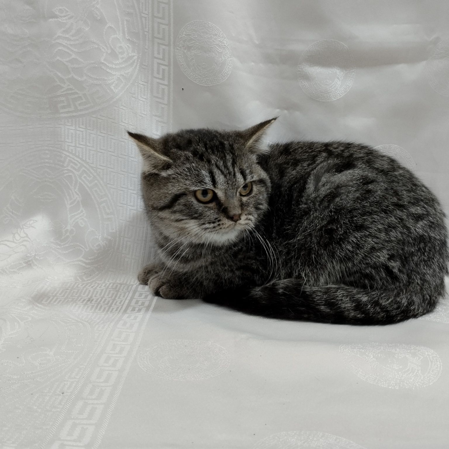 Британський котик Браун таббі