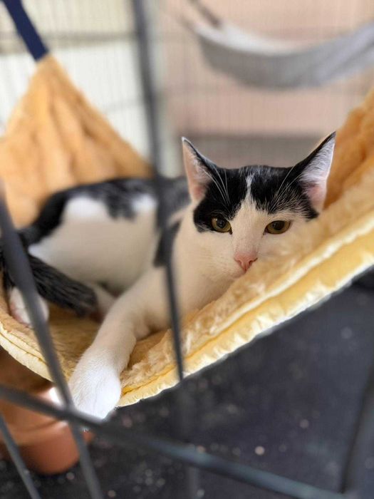 Idealny koci kompan Nikoś do adopcji