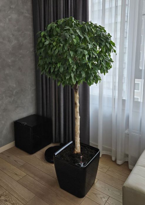 Догляд за кімнатними рослинами, озеленення приміщень