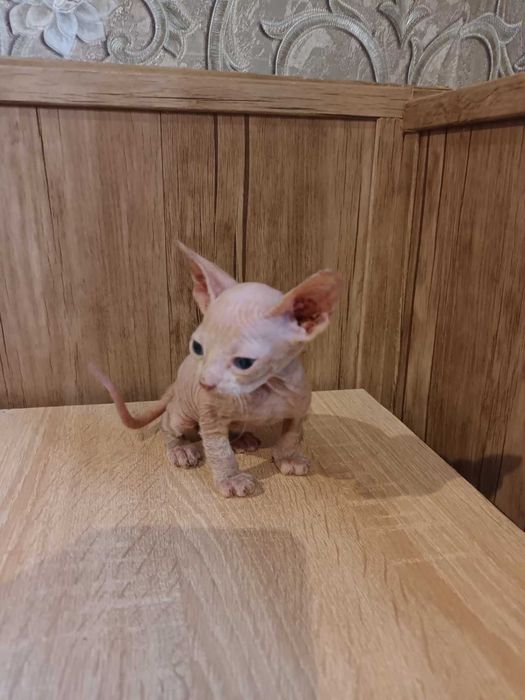 Лисі кошенята, донський сфінкс.