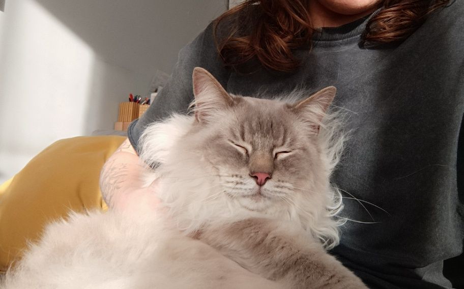 Oddam kota w dobre ręce ragdoll