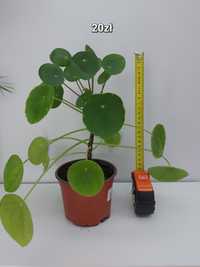 2x Pilea - kwiat doniczkowy