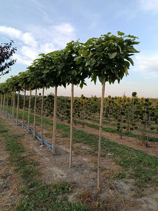 Lipa drobnolistna, klon jawor, jesion wyniosły,brzoza, grab pospolity