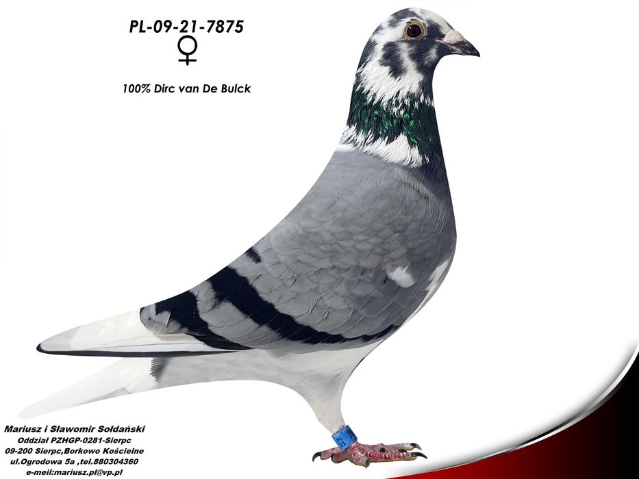 Gołębie Pocztowe - 100% Dirc Van Den Bulck