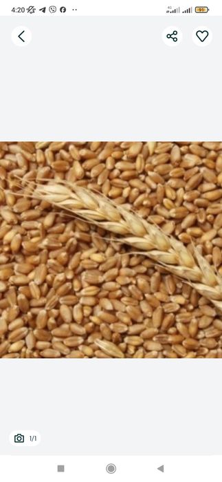 Продається пшениця урожай 2025 рік.