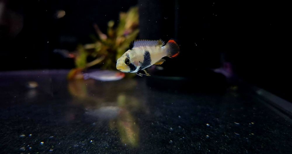 Apistogramma pandurini (pielęgniczka)