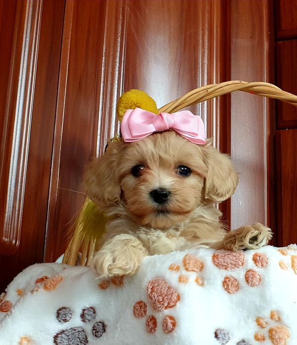 Maltipoo słodkie urwisy
