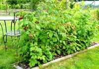 Ekologiczny płot, ogrodzenie, SADZONKI MALIN, owoc w tym roku, WYSYŁKA