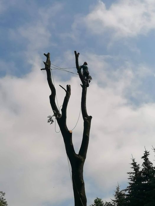 Wycinka Drzew Alpinistycznie Profesjonalnie, czyszczenie działek.