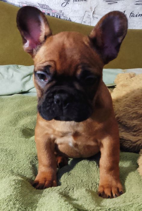 Продам двух цуценя Французького бульдога