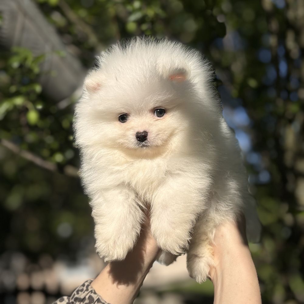 Хлопчик шпіцуля
