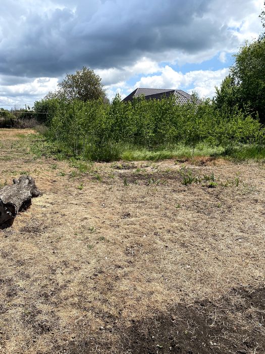 Саджанці берези  Одеса