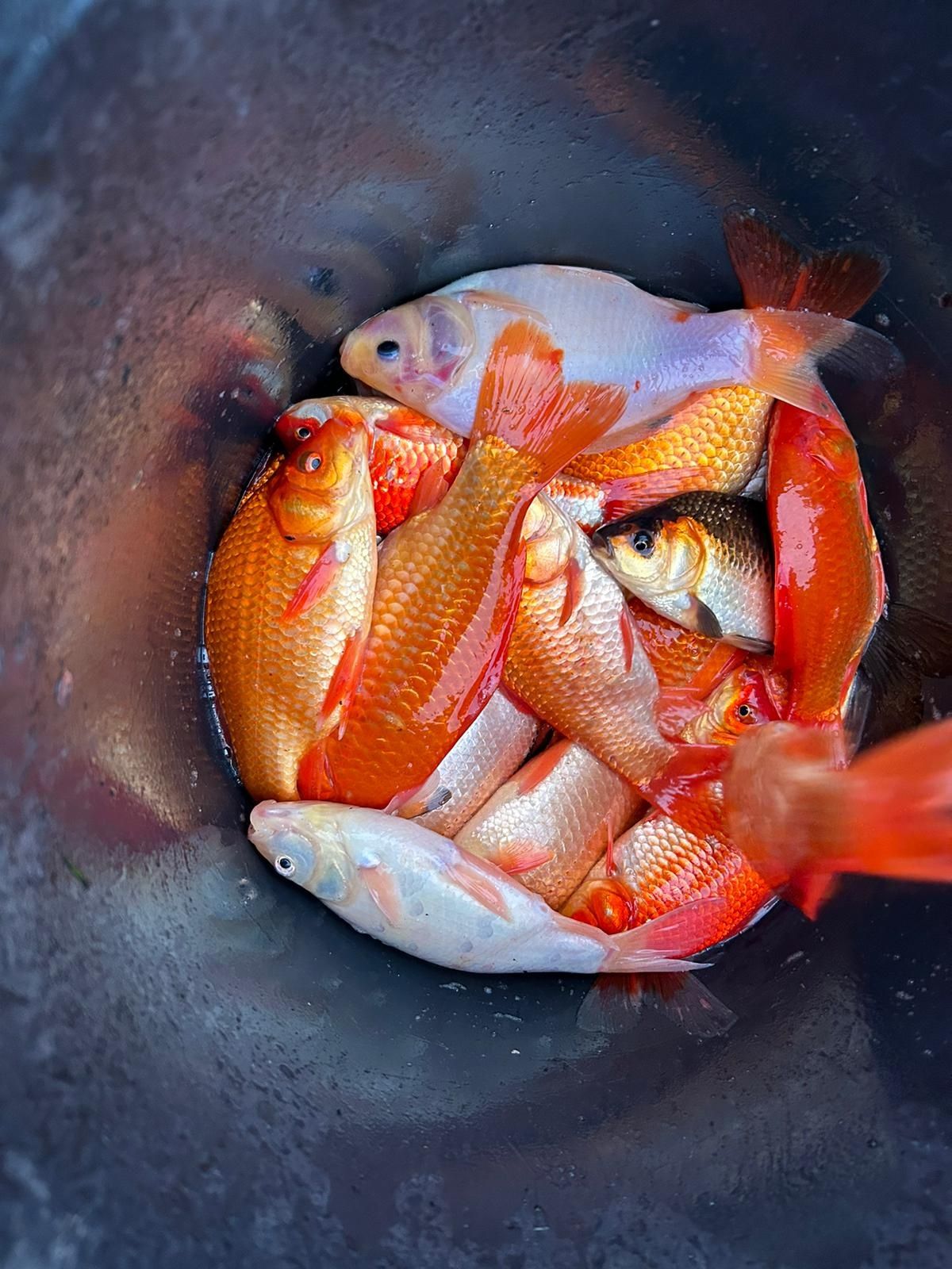 Narybek karp sandacz  amur