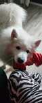 Samoyed słodka suczka