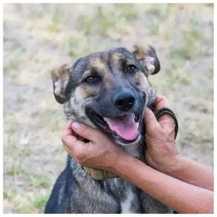 Молодая собака в поисках дома