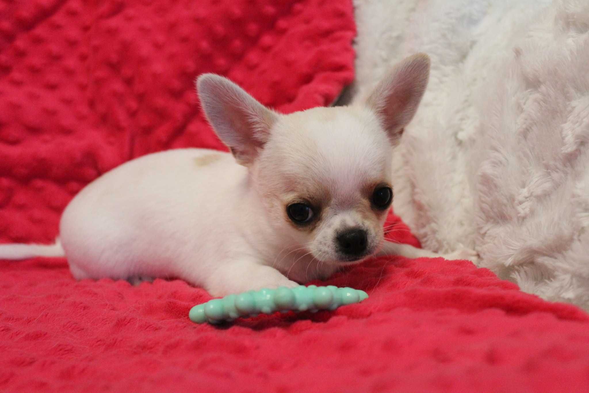 Chihuahua  biały  piesek krótkowłosy rodowód FCI