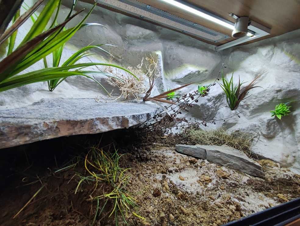 Terrarium nr512  dla żółwia lądowego  80/50/50 - NA ZAMÓWIENIE