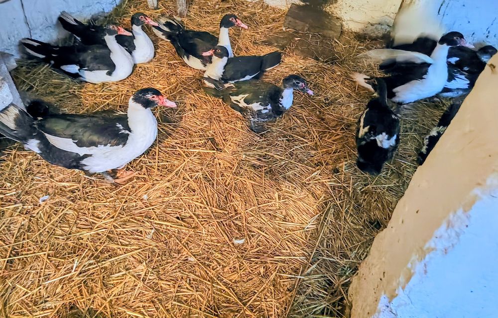 Sprzedam  żywe kaczki i kaczory