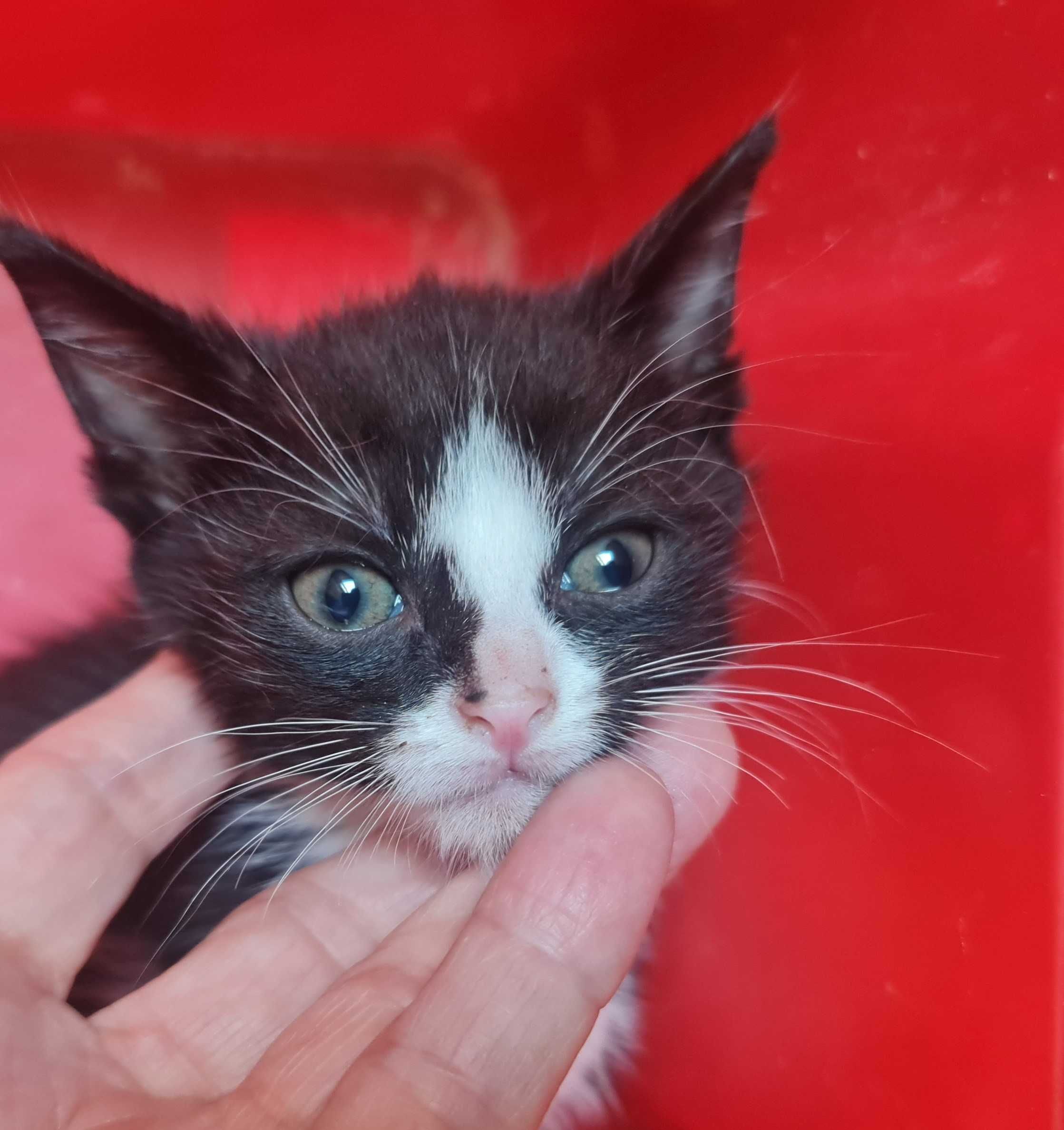Kociaki, słodziaki do adopcji.