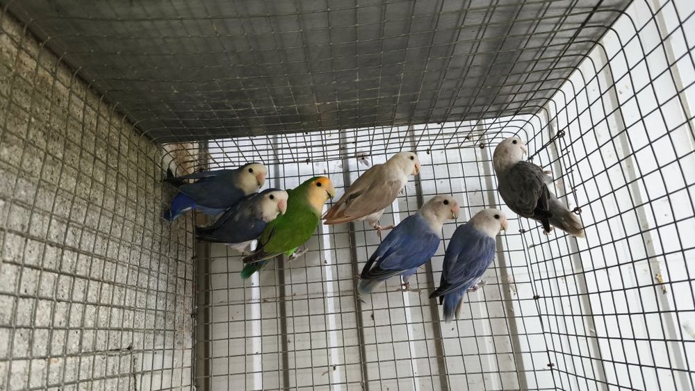 Agapornis roseicollis