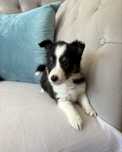 Owczarek Szetlandzki Sheltie tricolor