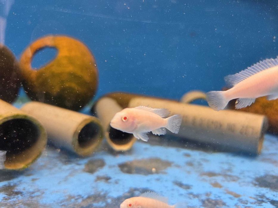 Pseudotropheus Snow white 3.5-4.5 cm
