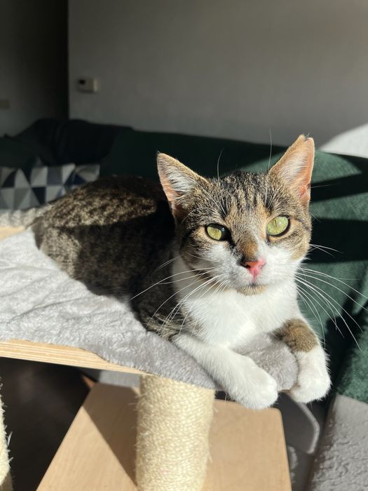 Lilo – młoda, urokliwa koteczka szuka spokojnego domu