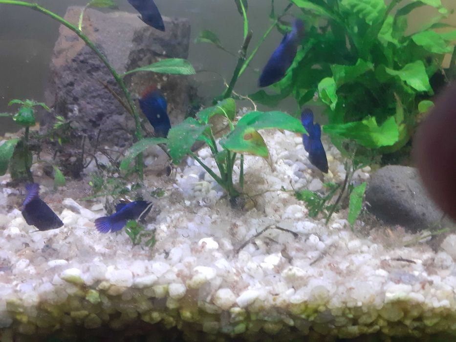 Betta splendens azul/avermelhado