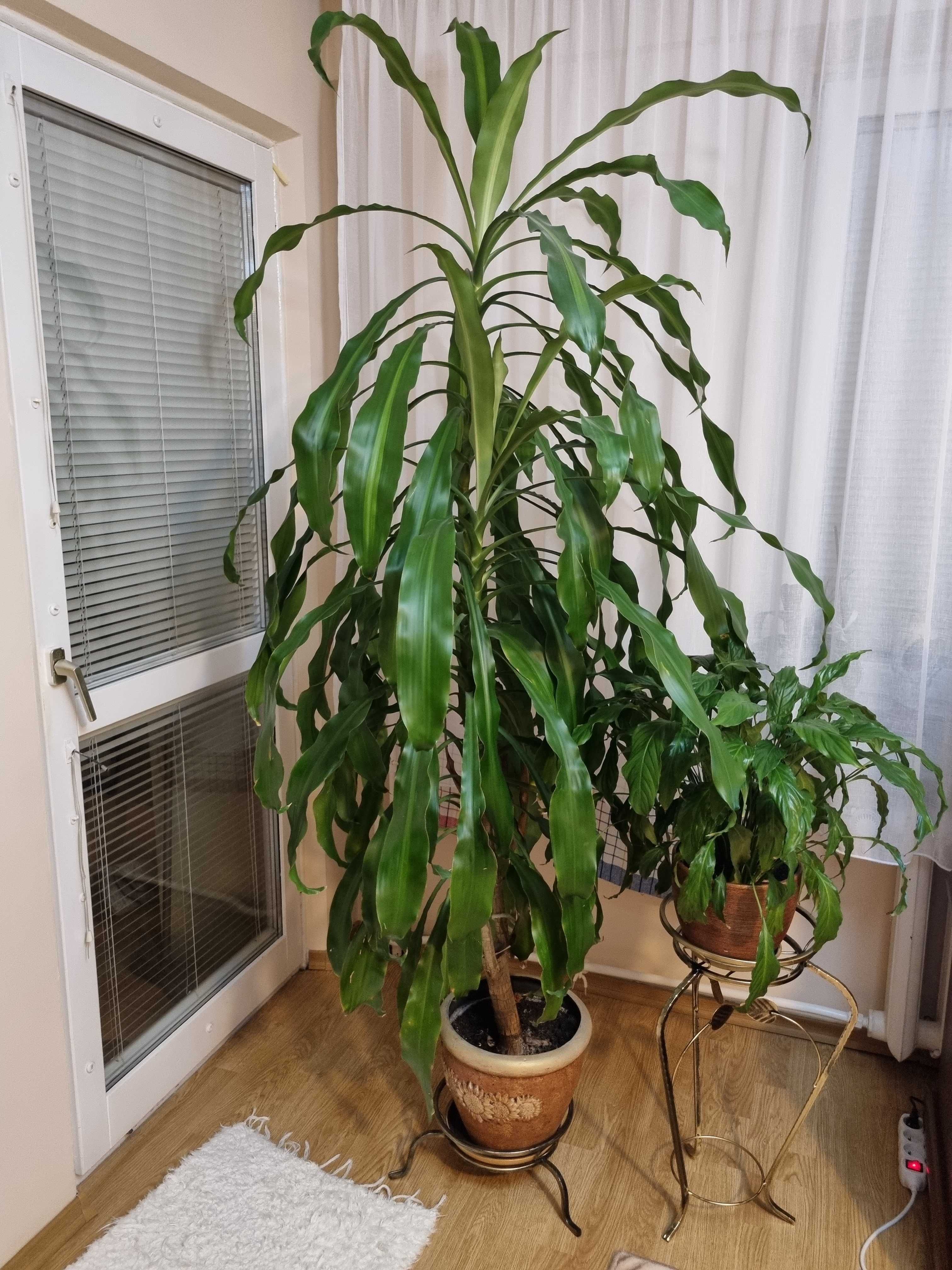 Dracena wonna duża