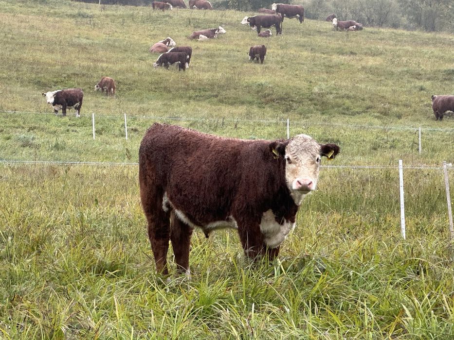 Byczki Hereford 250-200kg 20sztuk
