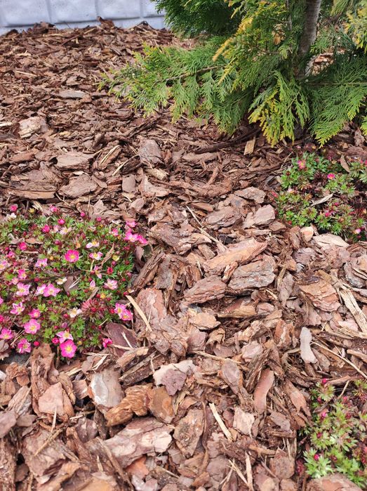 Kora sosnowa średnia niesortowana 60l