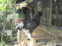 Koguty  araucana szukają swoich kurek
