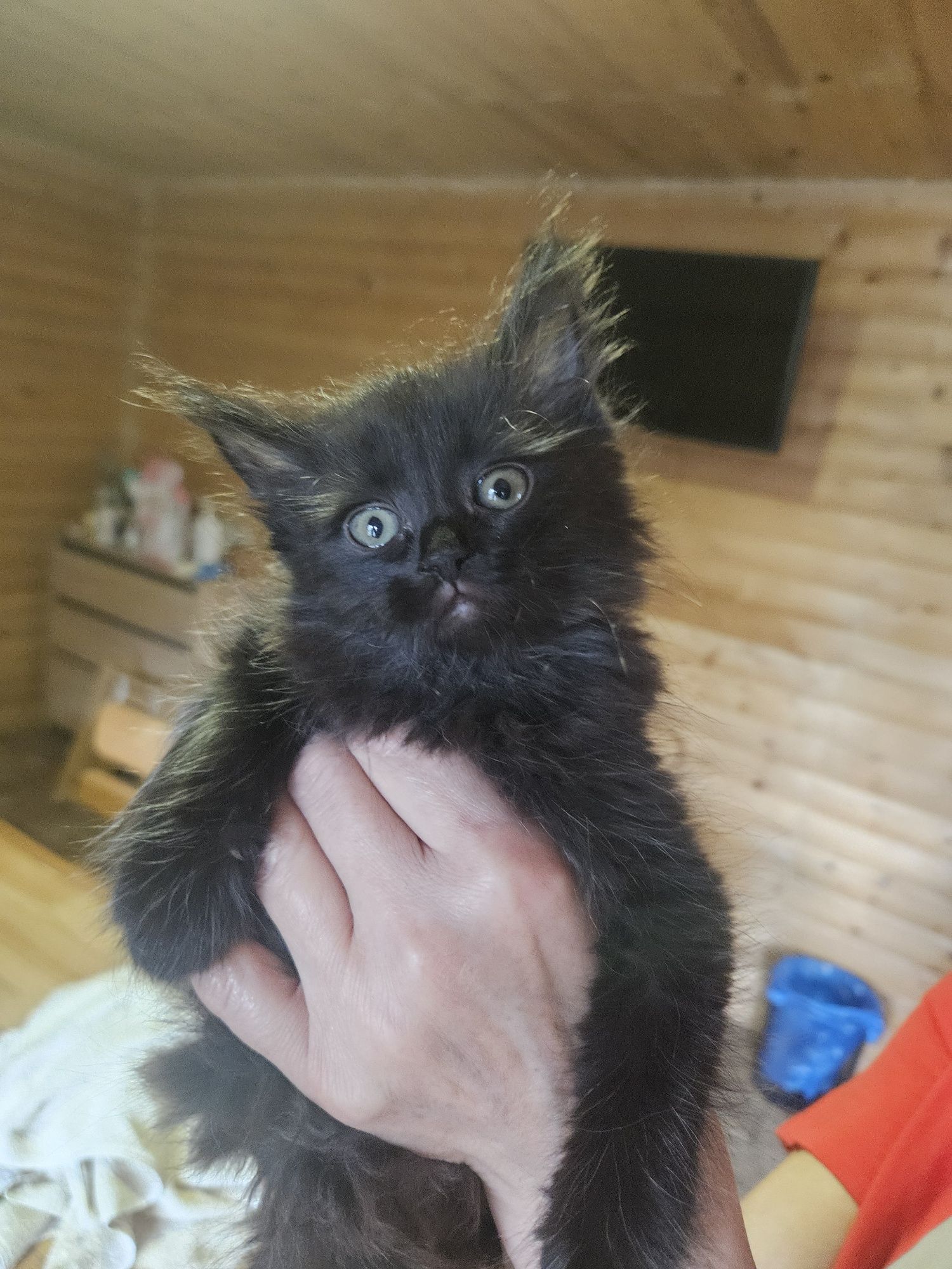 Котенок Кузя,2,5 мес, шоколадного цвета  ищет семью