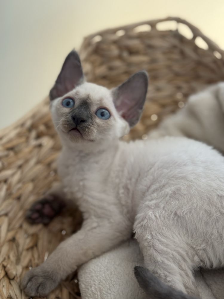 kocurek devon rex