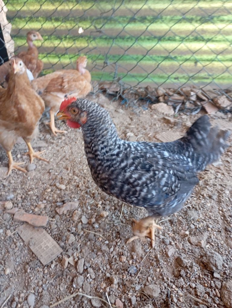 Galos de dois meses
