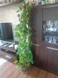 Epipremnum zlociste