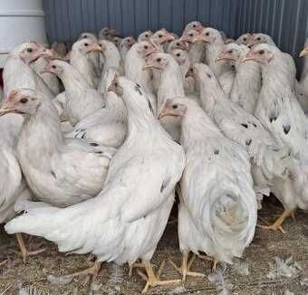 kury brojlery kurki 2 kg mięsne kury leghorn