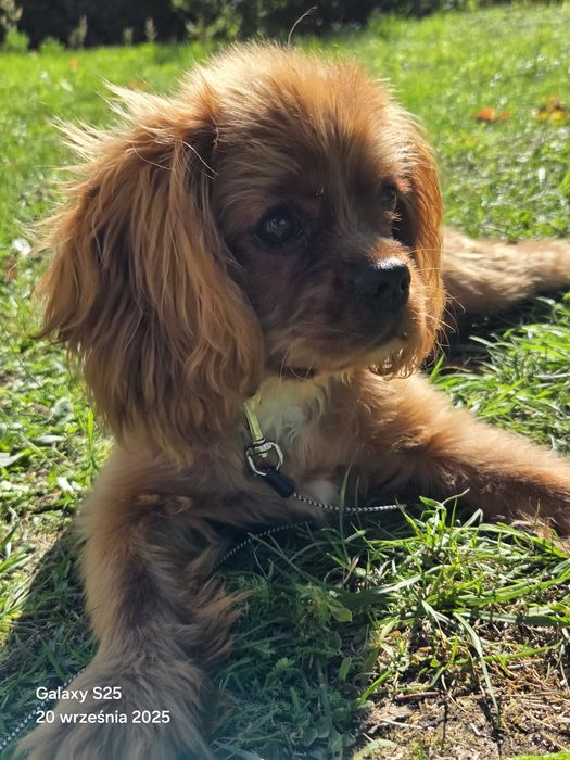 Cavalier King Charles Spaniel